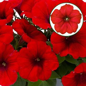 Afbeelding van Petunia P12 Red fire
